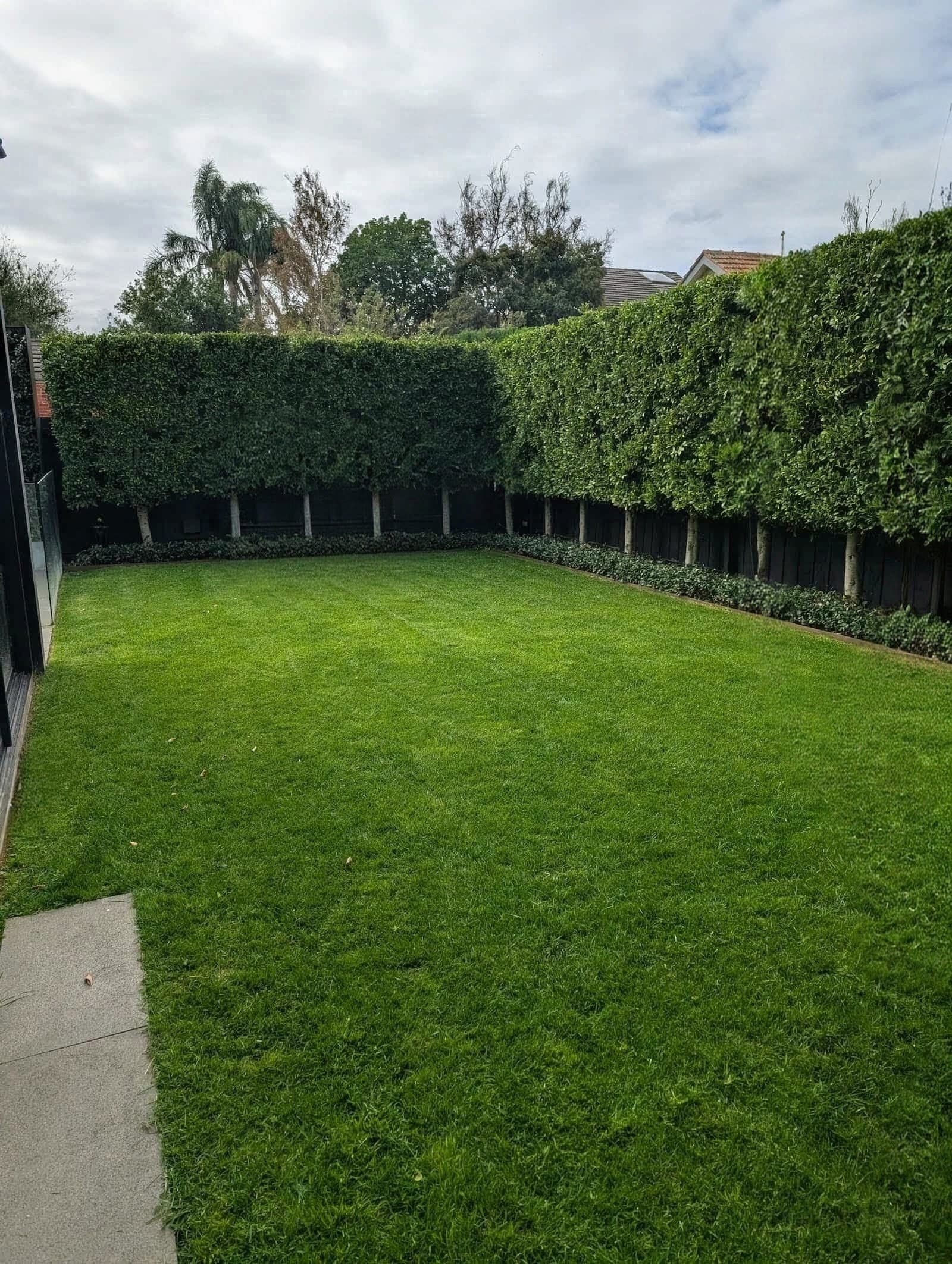 Freshly mown lawn with hedge