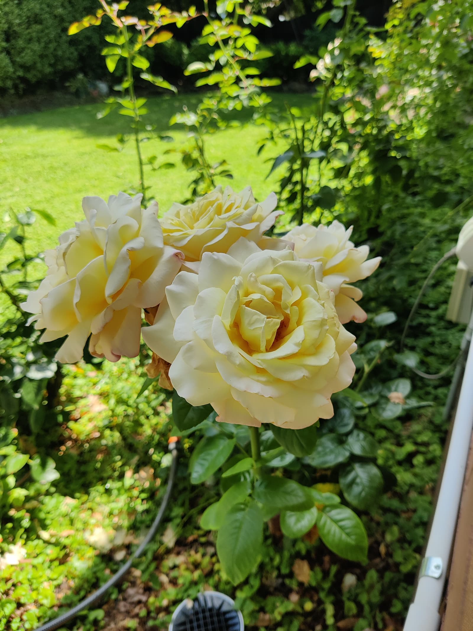 Pale yellow roses in bloom