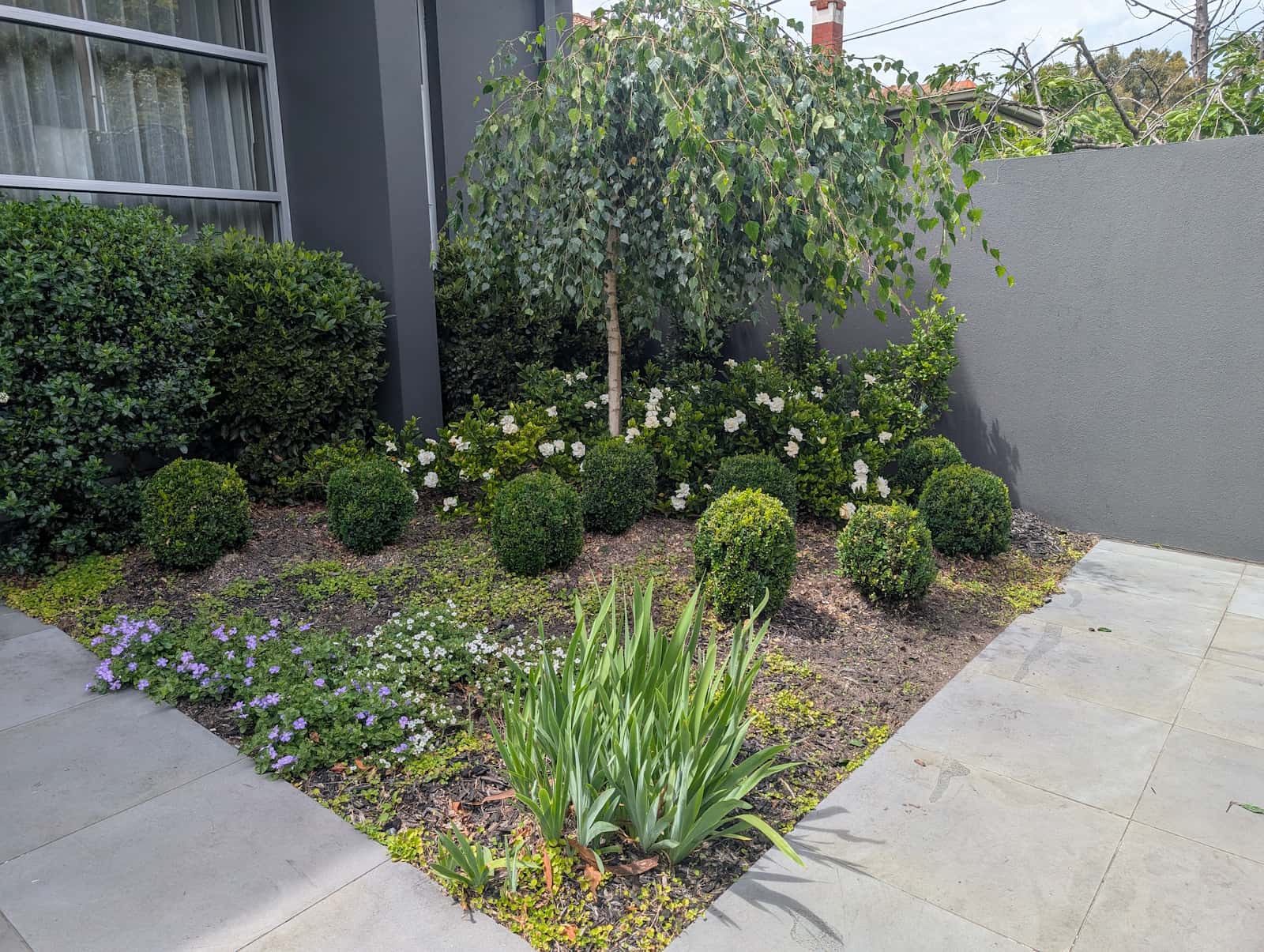 Well-maintained garden bed with clipped box hedging and flowering shrubs