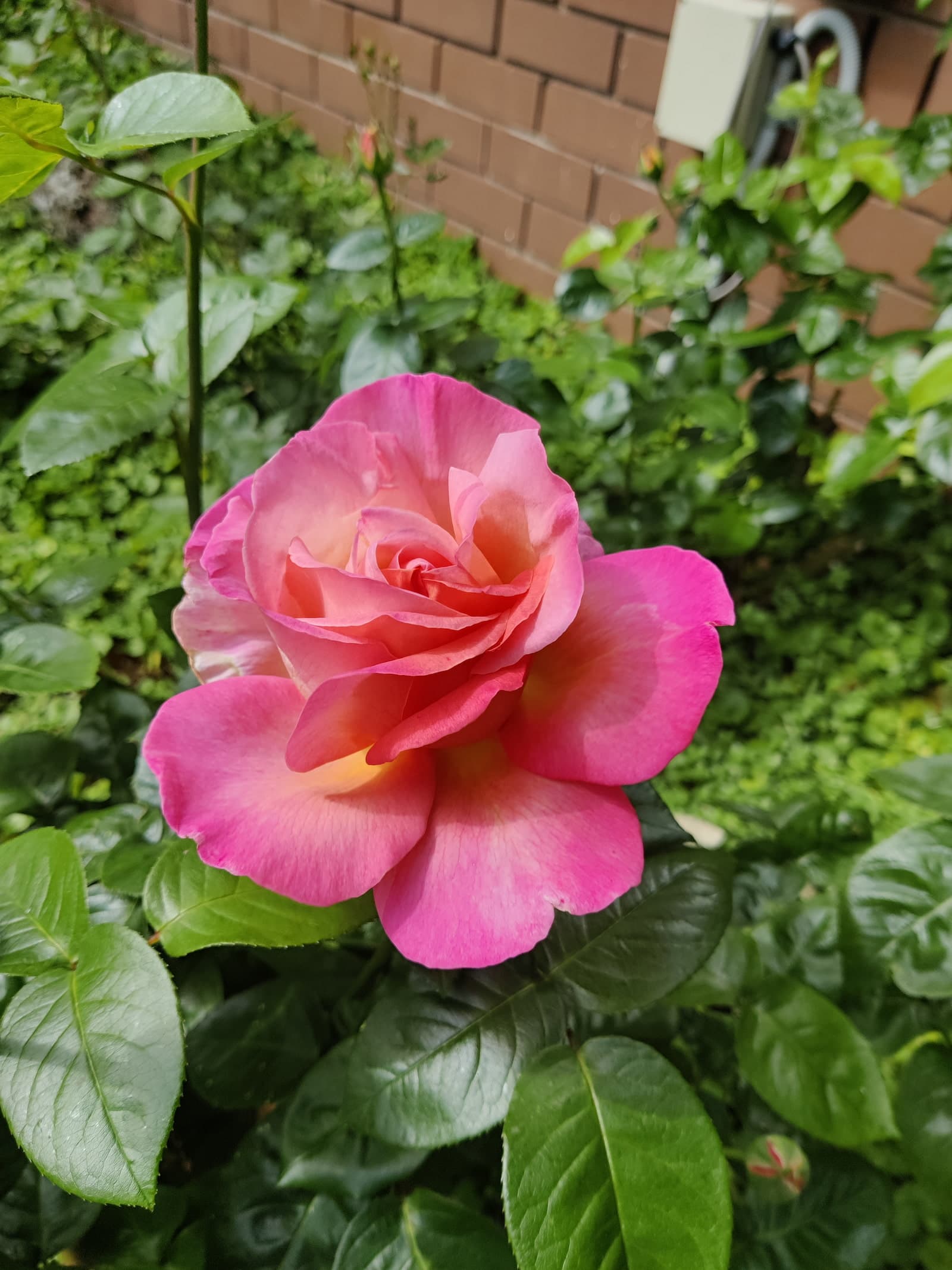 Healthy rose in full bloom after regular garden care