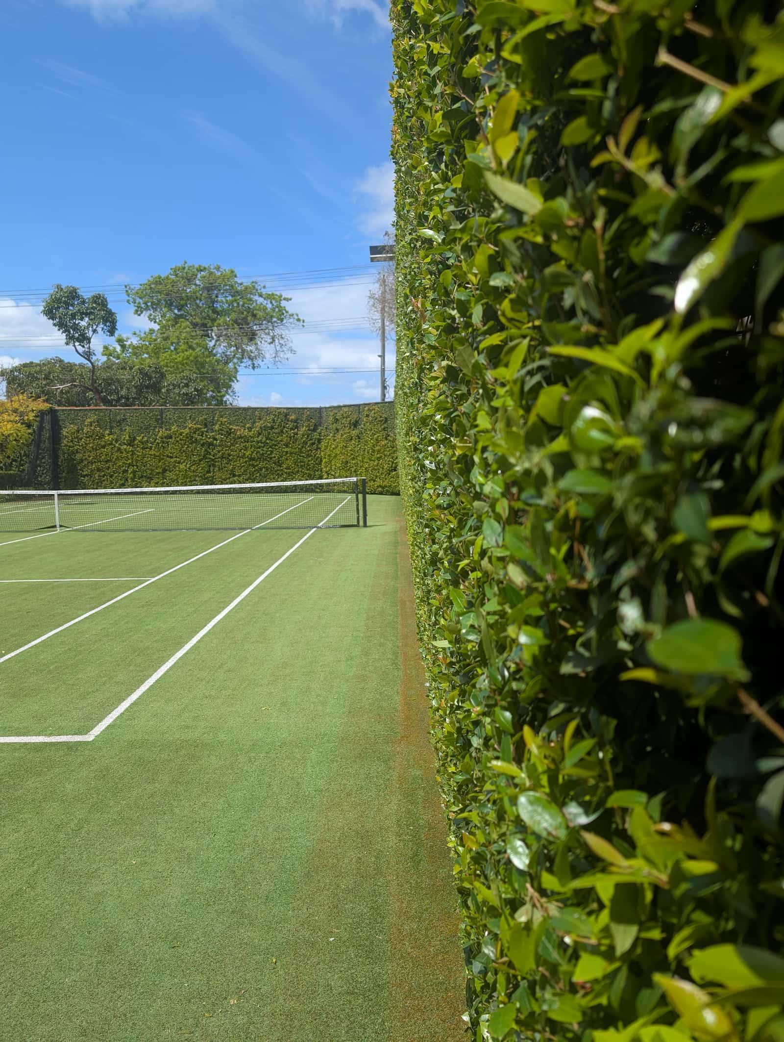 Neatly trimmed hedge bordering an artificial turf court