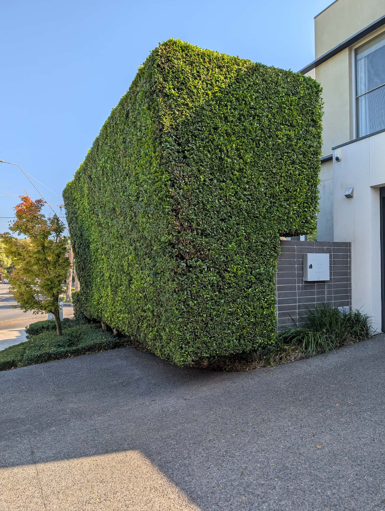 Large hedge precision-trimmed into a clean, formal shape