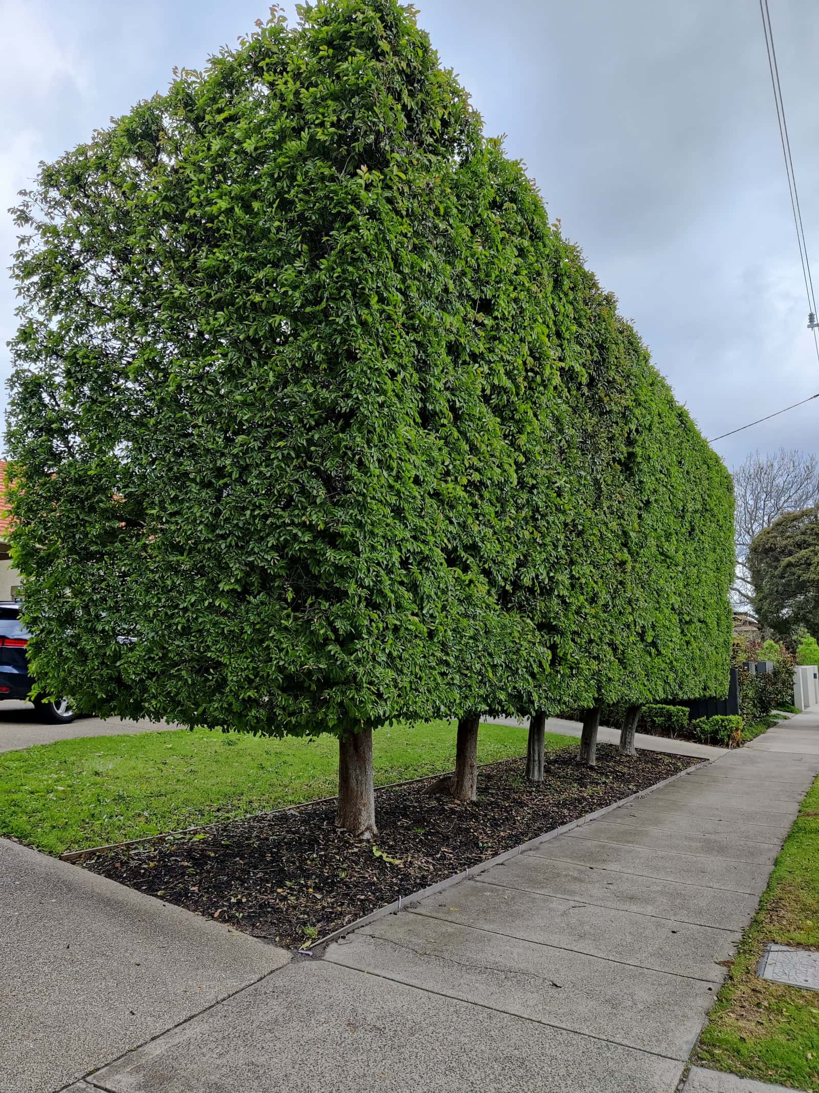 Row of neatly clipped street-side hedges